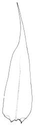 Drepanocladus brachiatus secund form, stem leaf. Drawn from D. Glenny s.n., 21 Nov. 1984, CHR 567408.
 Image: R.C. Wagstaff © Landcare Research 2014 